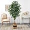 6ft. Ficus Artificial Tree with Natural Trunk in Handmade Natural Cotton Planter